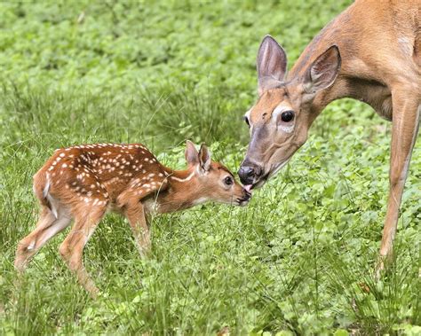 生まれたての子鹿、その存在がもたらす自然と人間の調和