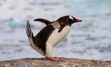 小川糸 夫 ペンギン - ペンギンが小川を渡る時、糸はどこへ行くのか？